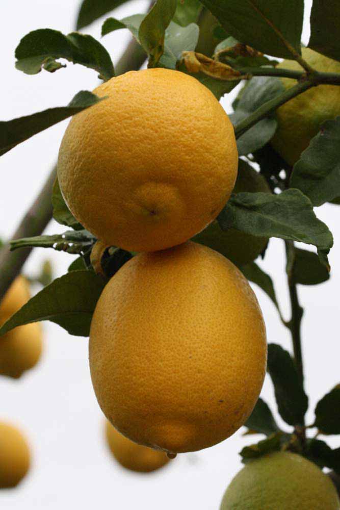              Fruit (Riverside, CA)       